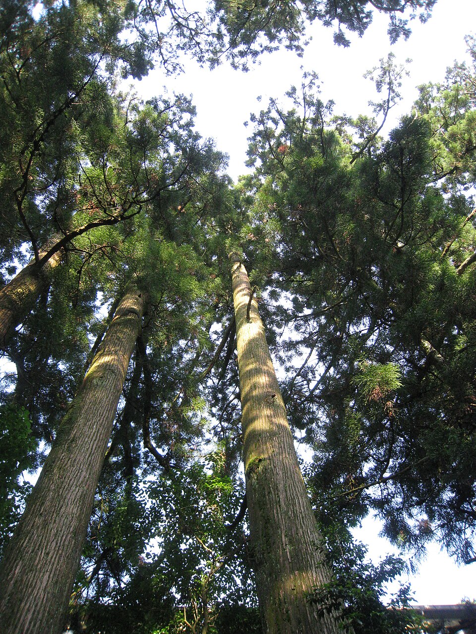 Cryptomeria japonica (Japanese Cedar) (alternate view 8)