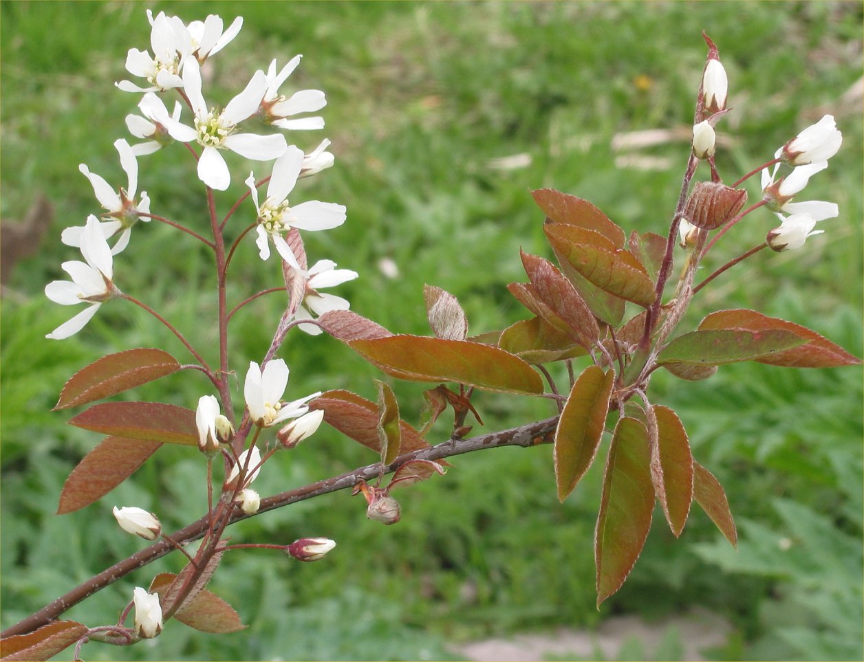 Amelanchier lamarckii, Snowy mespilus — upright deciduous (Rosaceae) (image 2 of 11)