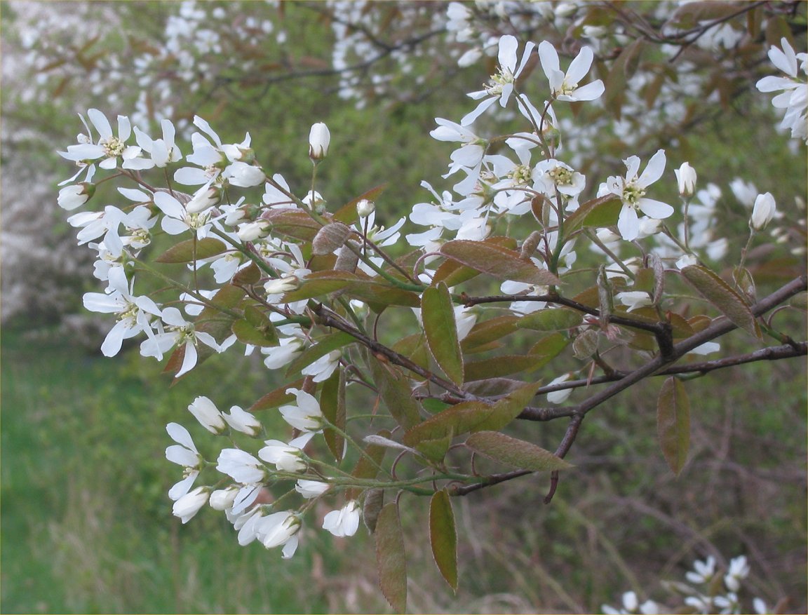 Amelanchier lamarckii, Snowy mespilus — upright deciduous (Rosaceae) (image 3 of 11)