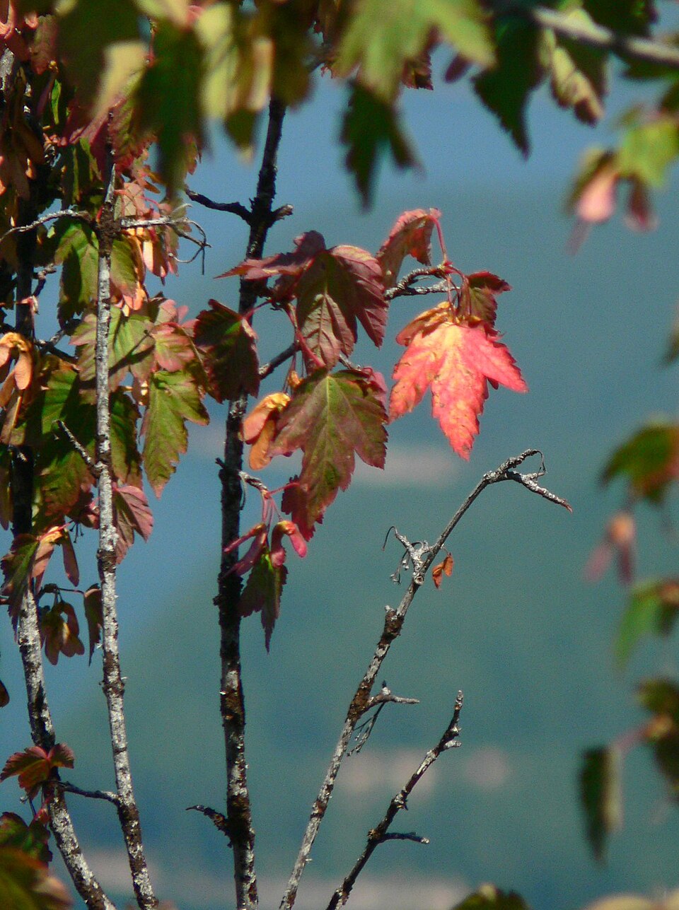 Acer glabrum (Douglas Maple) (alternate view 6)
