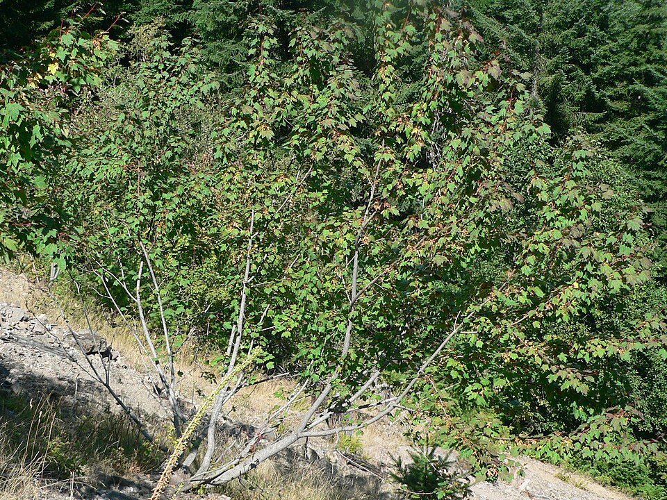 Acer glabrum (Douglas Maple) (alternate view 7)