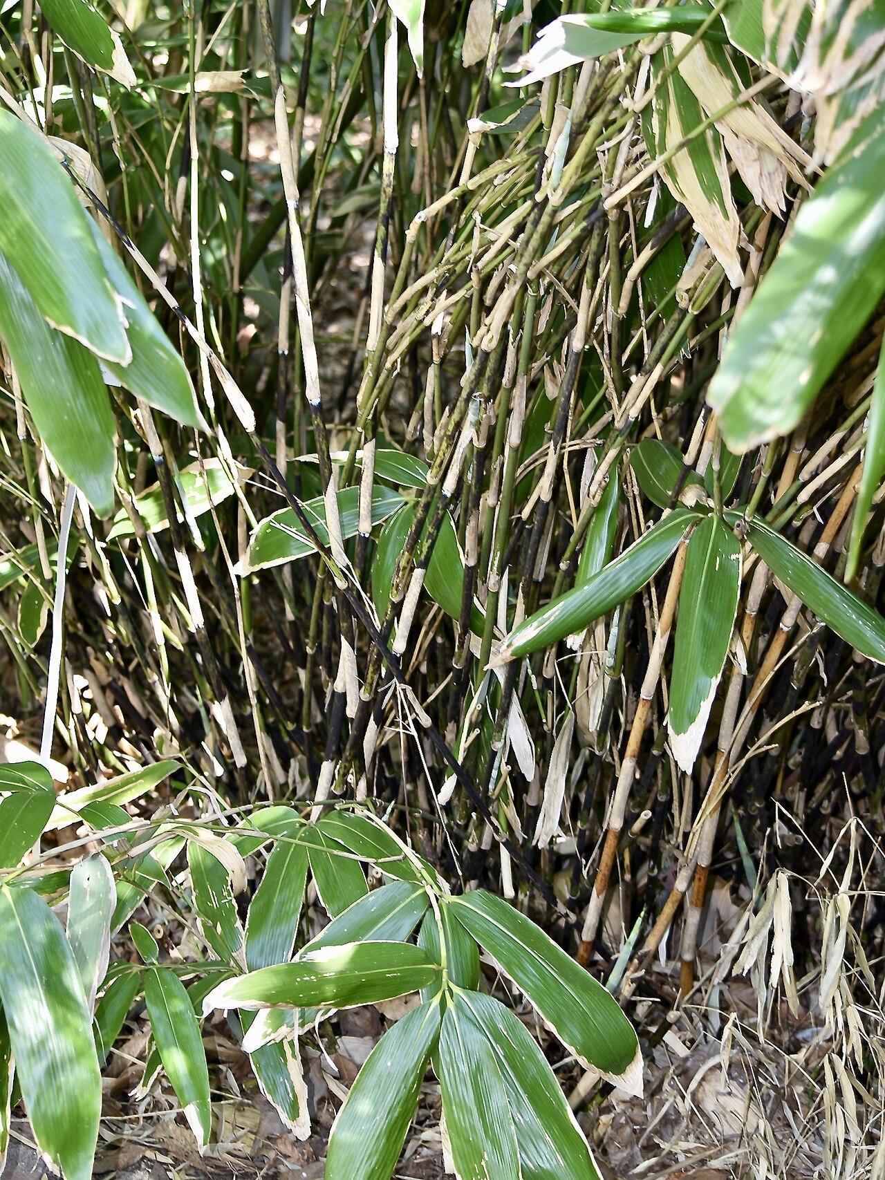 Sasa palmata, Broadleaf bamboo — spreading evergreen (Poaceae) (image 3 of 9)