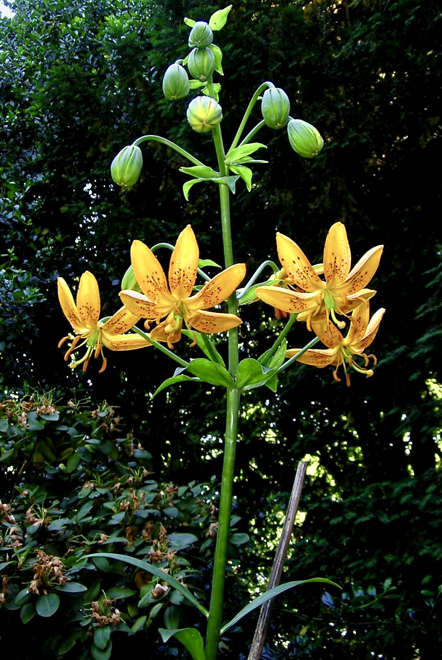 Lilium hansonii (alternate view 5)