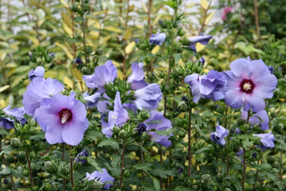 Hibiscus syriacus 'Oiseau Bleu' (Bluebird Rose of Sharon)