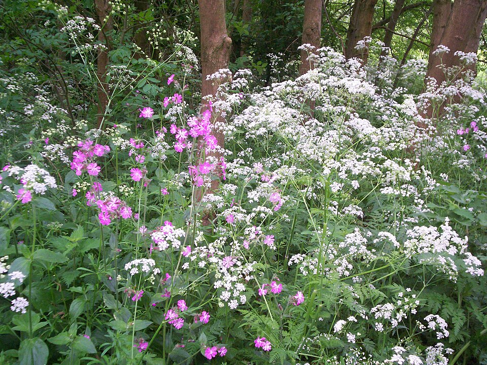 Silene dioica (red campion)
