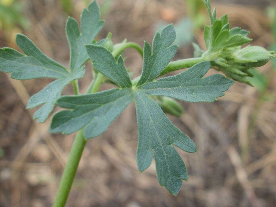 Geranium caespitosum (pinewoods geranium) (alternate view 3)
