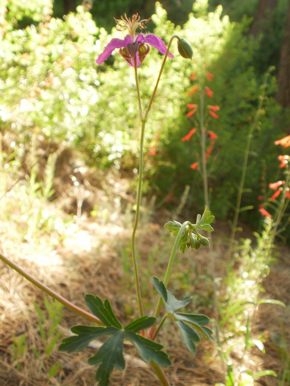 Geranium caespitosum (pinewoods geranium) (alternate view 4)