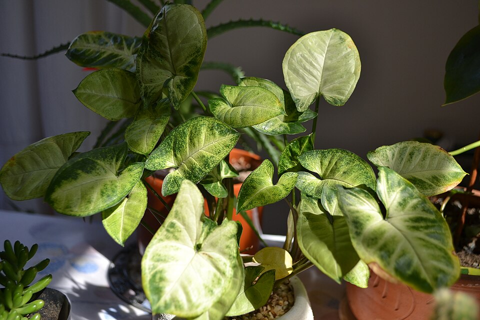 Syngonium (Arrow-head Vines) (alternate view 5)
