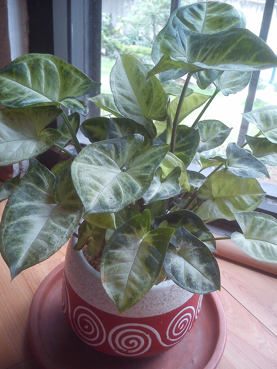 Syngonium (Arrow-head Vines) (alternate view 6)