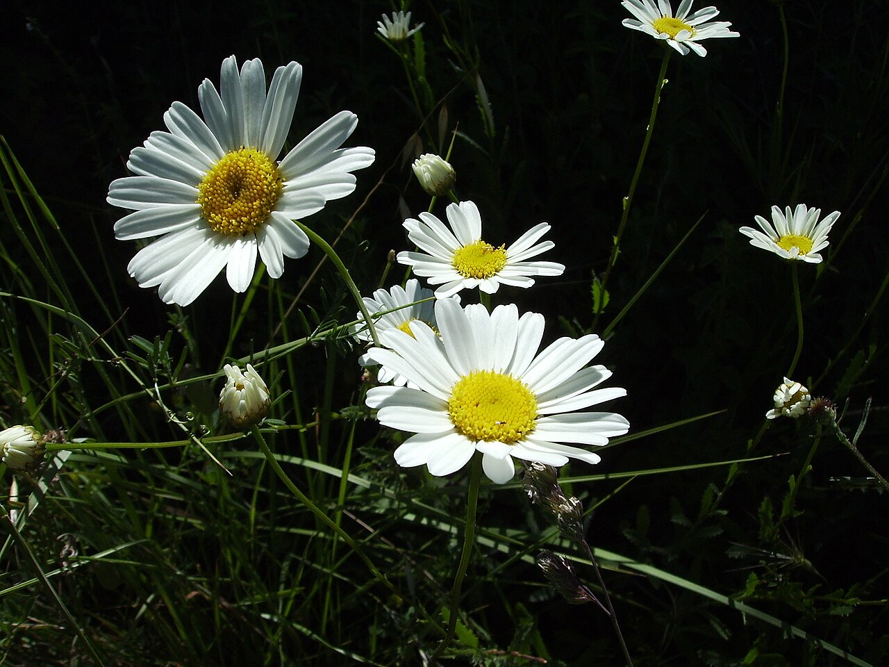 Leucanthemum vulgare (Oxeye Daisy)