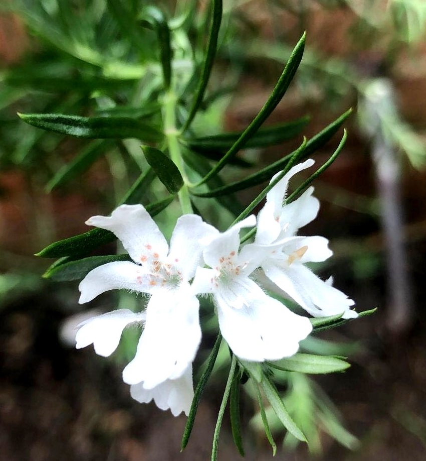 Westringia longifolia (alternate view 4)