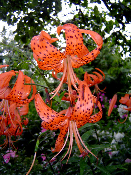 Lilium lancifolium (tiger lily) (alternate view 4)