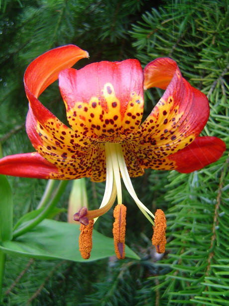 Lilium pardalinum (Leopard Lily) (alternate view 7)