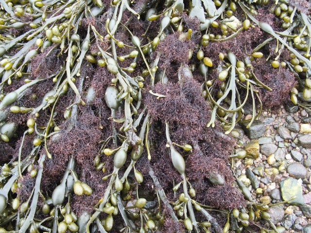 Vertebrata lanosa (Wrack Siphon Weed)