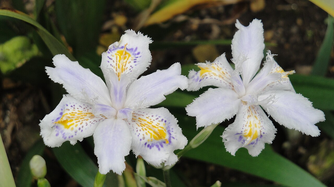 Iris japonica, Fringed iris — spreading evergreen (Iridaceae) (image 6 of 10)