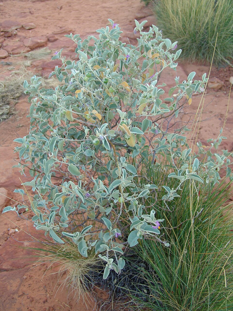 Solanum (nightshades) (alternate view 3)