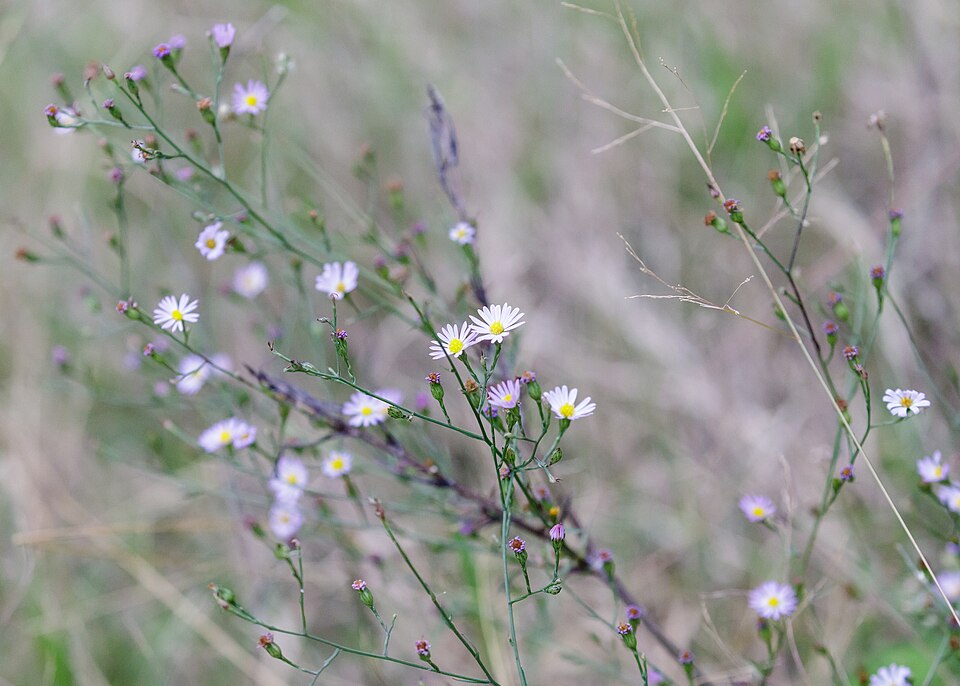 Symphyotrichum divaricatum (southern annual saltmarsh aster) (alternate view 8)