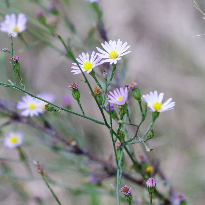 Symphyotrichum divaricatum (southern annual saltmarsh aster) (alternate view 9)