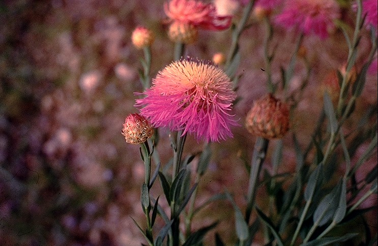 Plectocephalus americanus (American basketflower) (alternate view 10)