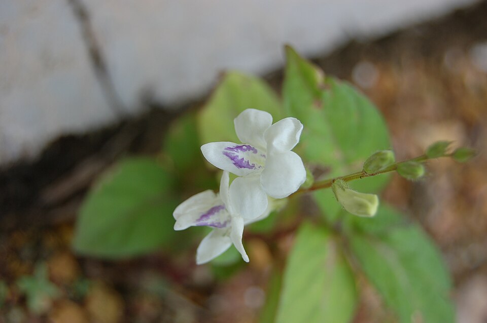 Asystasia (Coromandels) (alternate view 4)