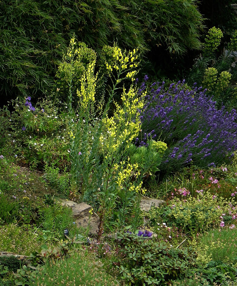 Linaria dalmatica (Balkan toadflax) (alternate view 6)
