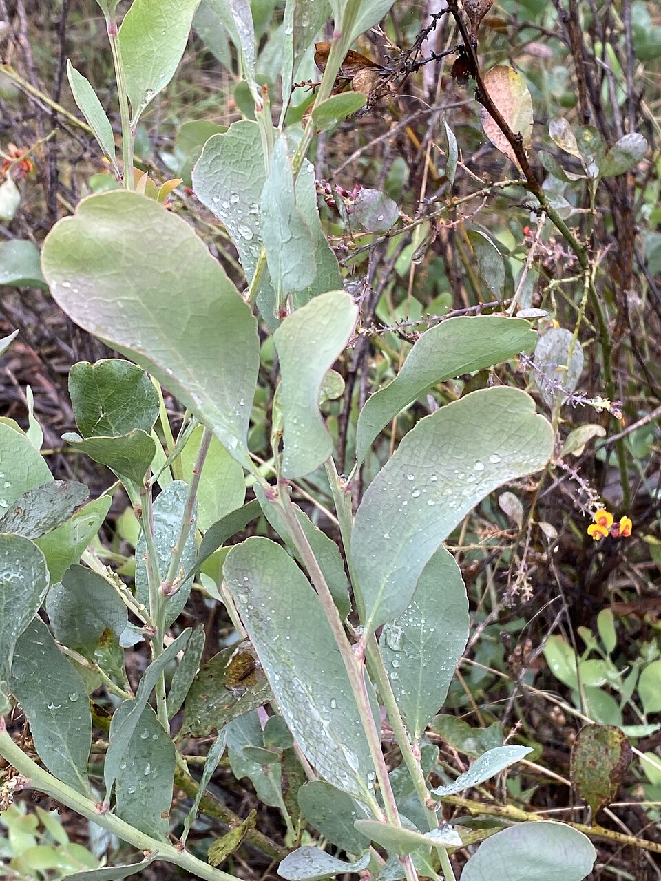Daviesia latifolia (hop bitter-pea) (alternate view 7)