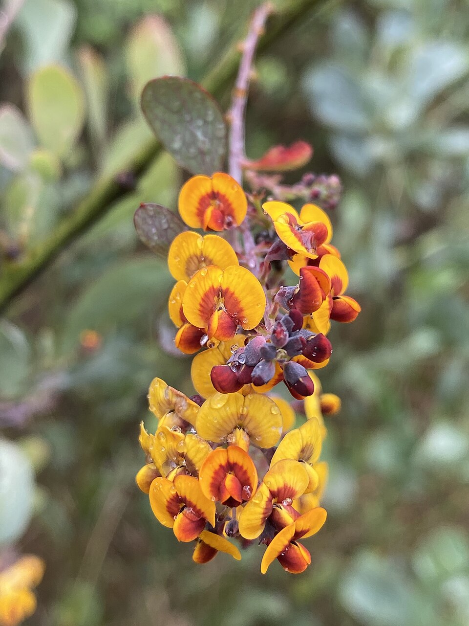 Daviesia latifolia (hop bitter-pea) (alternate view 8)