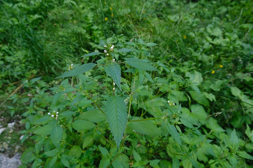 Galeopsis (Hempnettles) (alternate view 2)