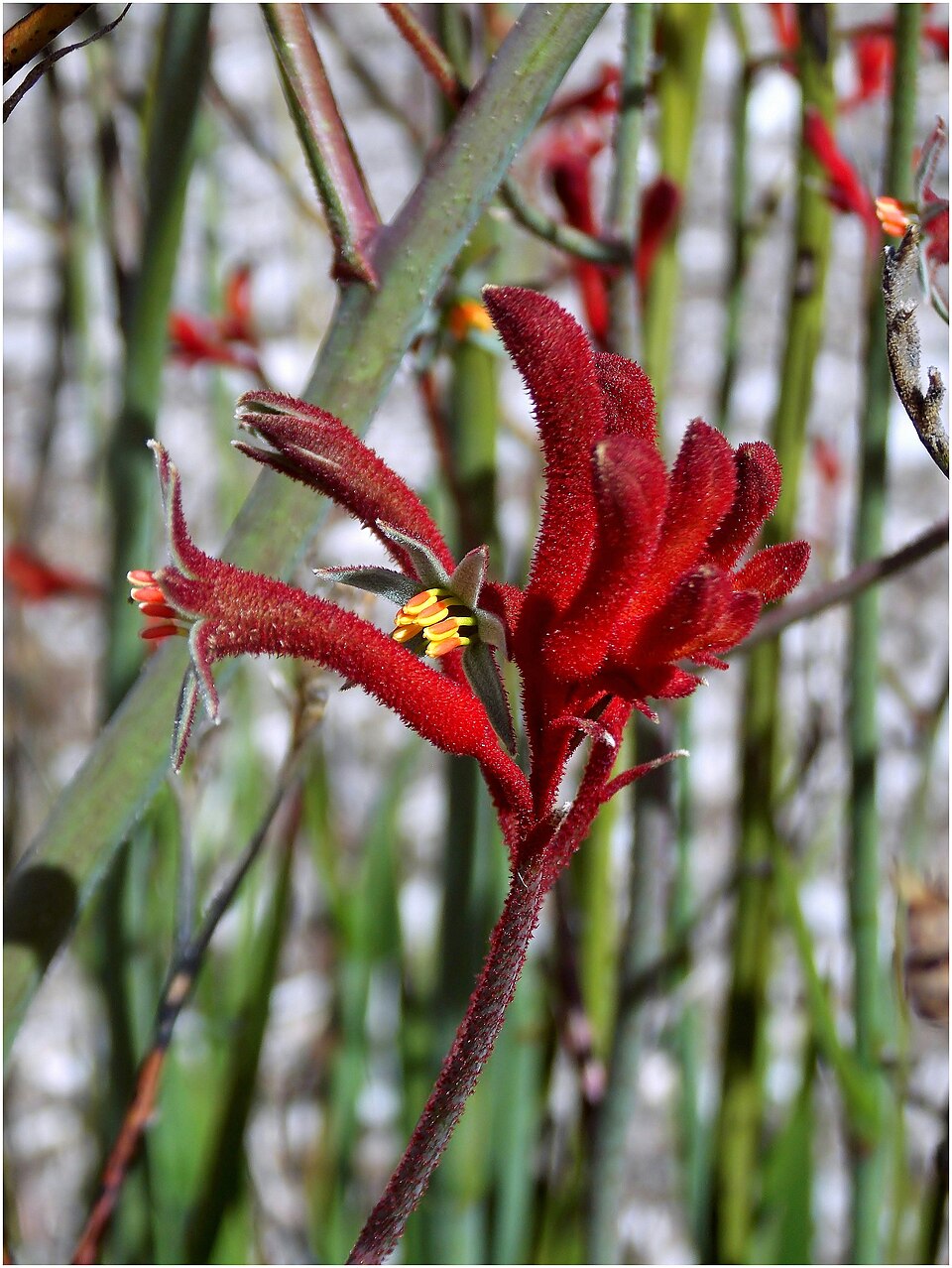 Anigozanthos (Kangaroo paws) (alternate view 2)