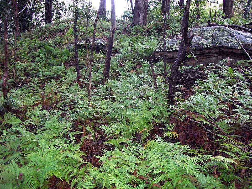 Calochlaena dubia (Common Ground Fern) (alternate view 6)