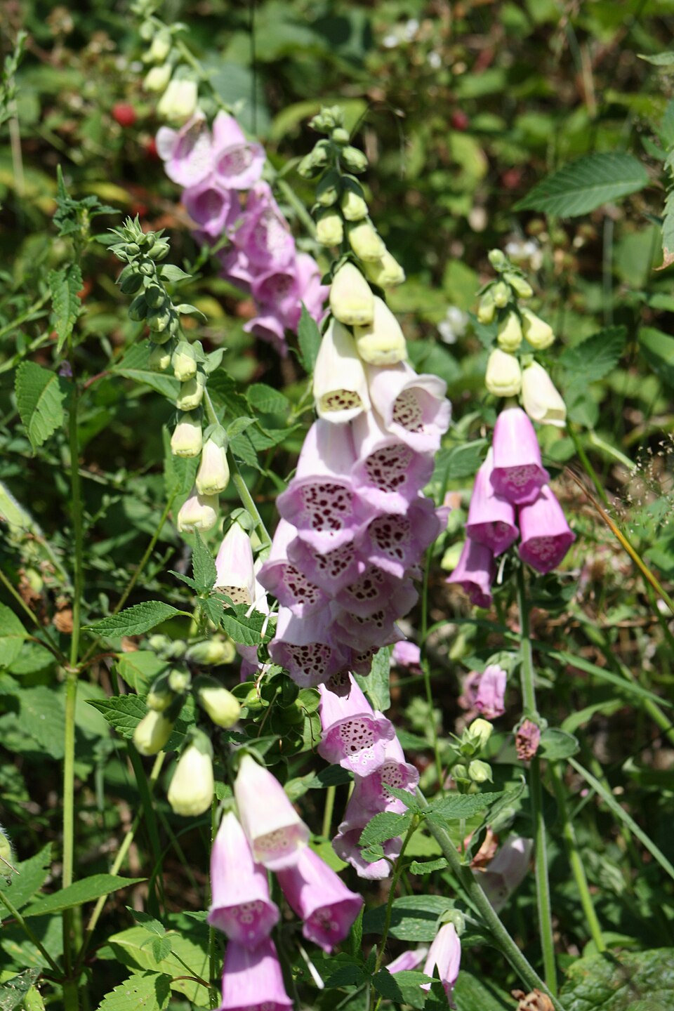 Digitalis purpurea (common foxglove) (alternate view 13)