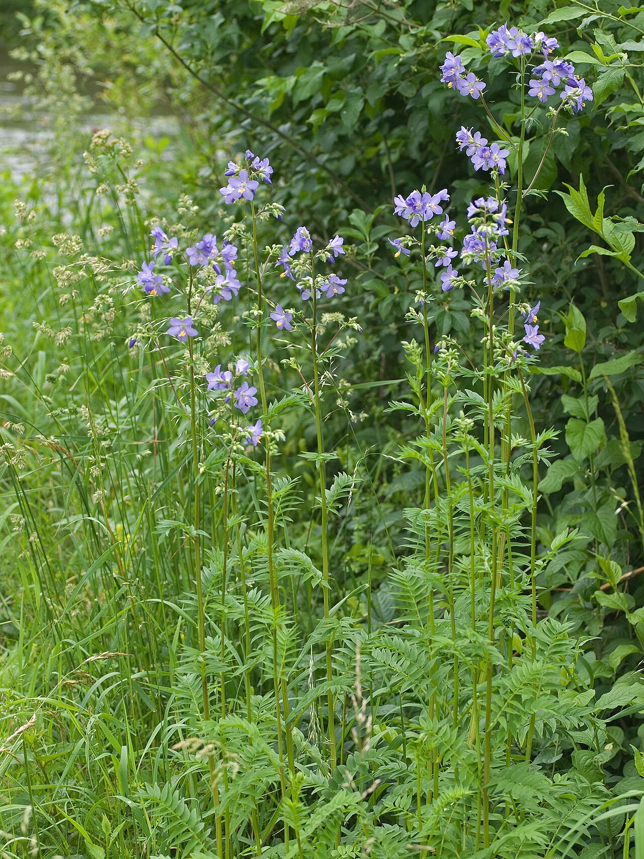 Polemonium caeruleum, Jacob's ladder — clumping deciduous (Polemoniaceae) (image 2 of 10)