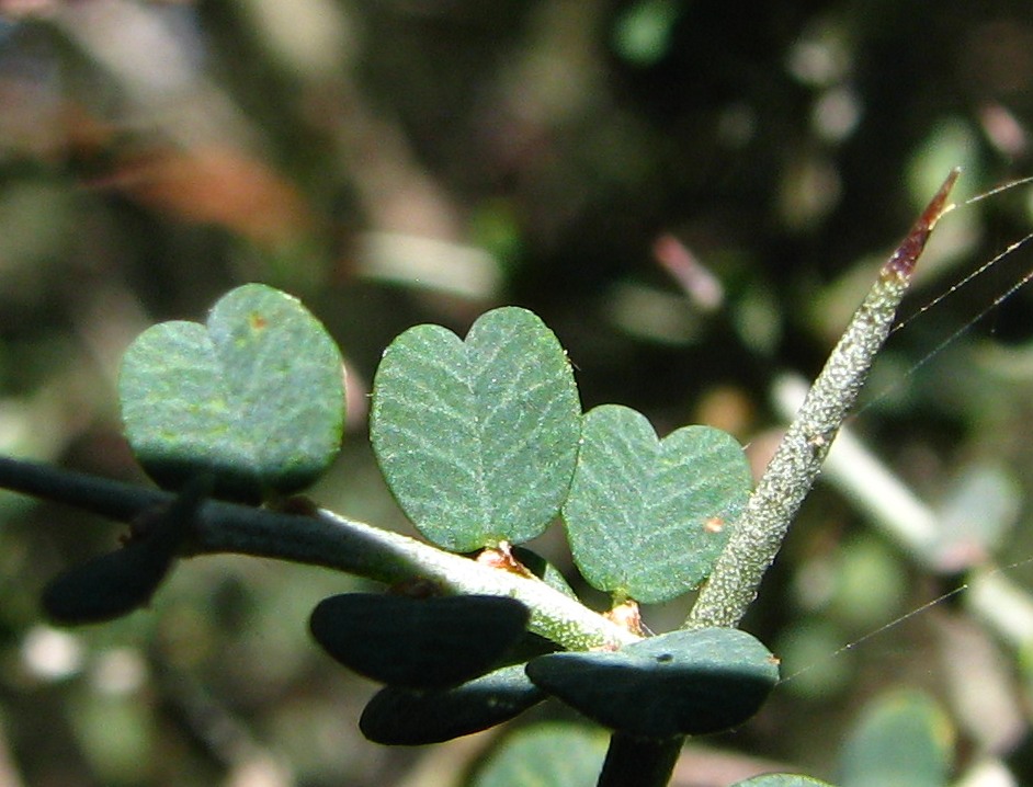Bossiaea obcordata (Spiny Bossiaea) (alternate view 7)