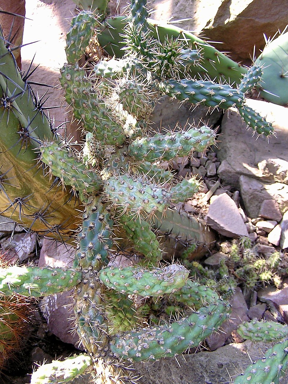 Cylindropuntia prolifera (Coast Cholla) (alternate view 8)
