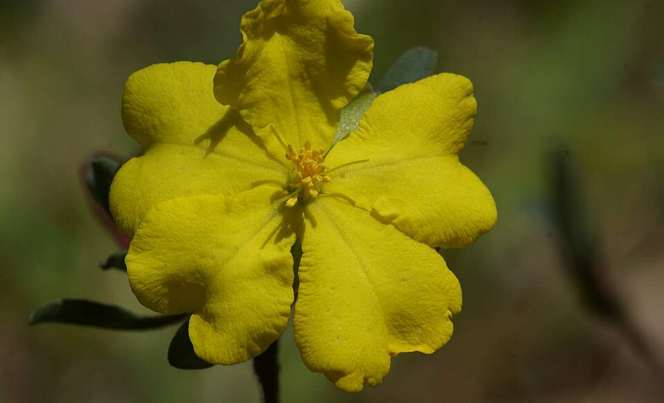 Hibbertia obtusifolia (grey guinea flower) (alternate view 6)