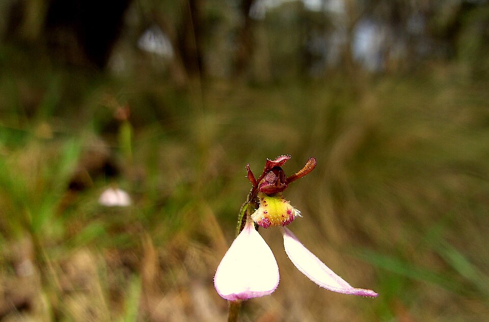 Eriochilus cucullatus (Parson's Bands) (alternate view 6)