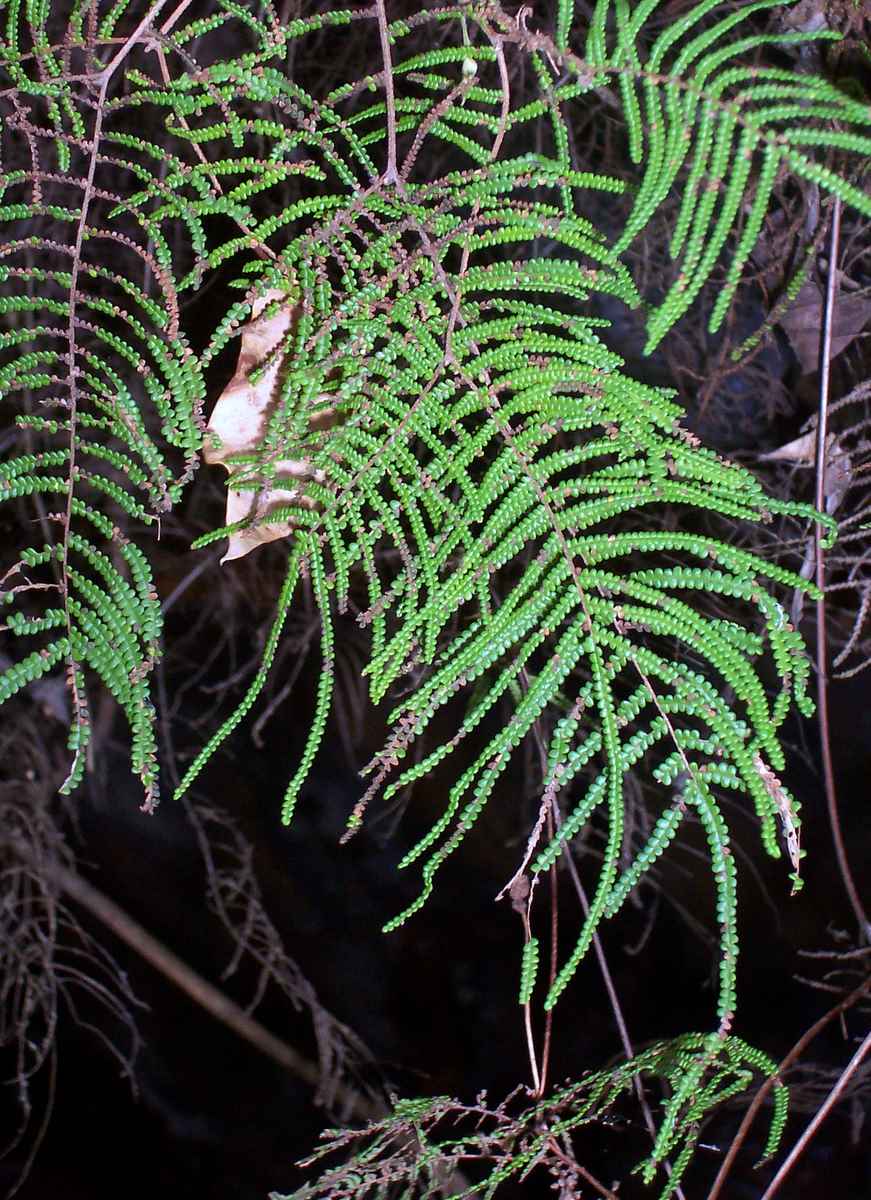 Gleichenia dicarpa (Pouched Coral Fern) (alternate view 7)
