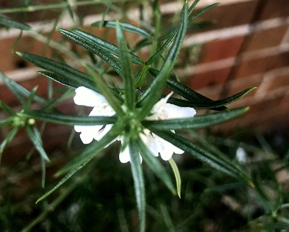 Westringia longifolia (alternate view 5)