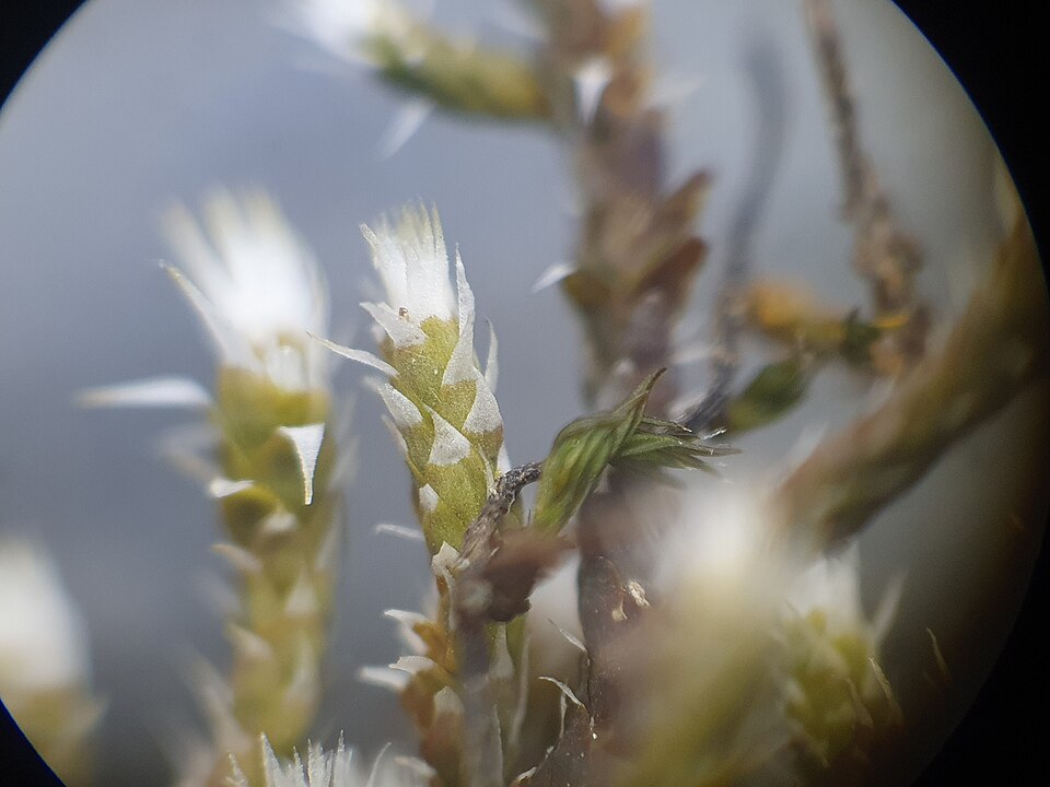 Hedwigia (Hoarmosses)