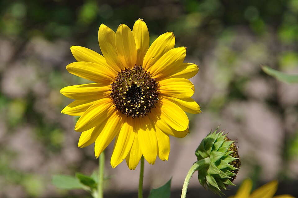 Helianthus debilis (cucumberleaf sunflower) (alternate view 7)