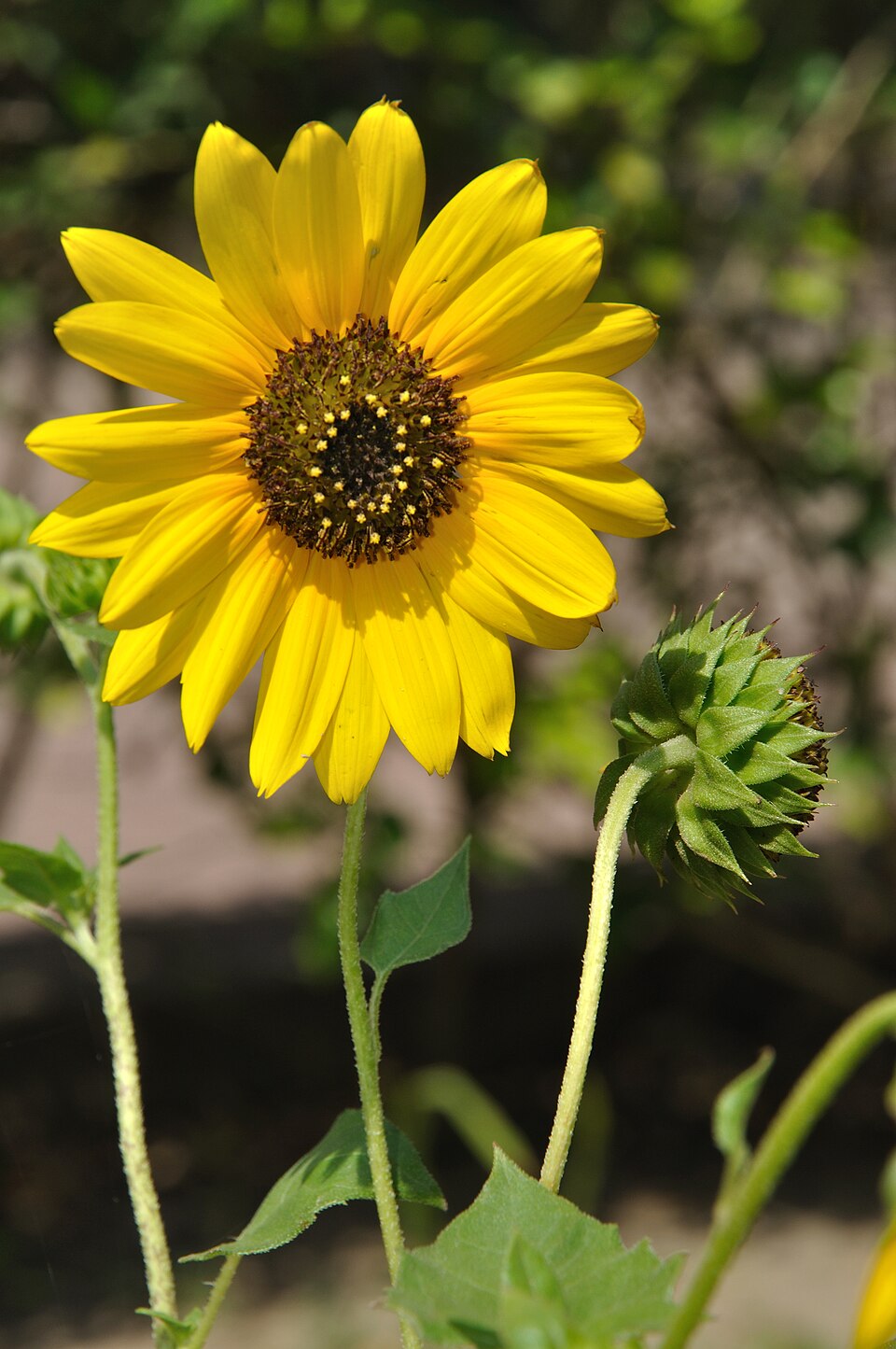 Helianthus debilis (cucumberleaf sunflower) (alternate view 8)