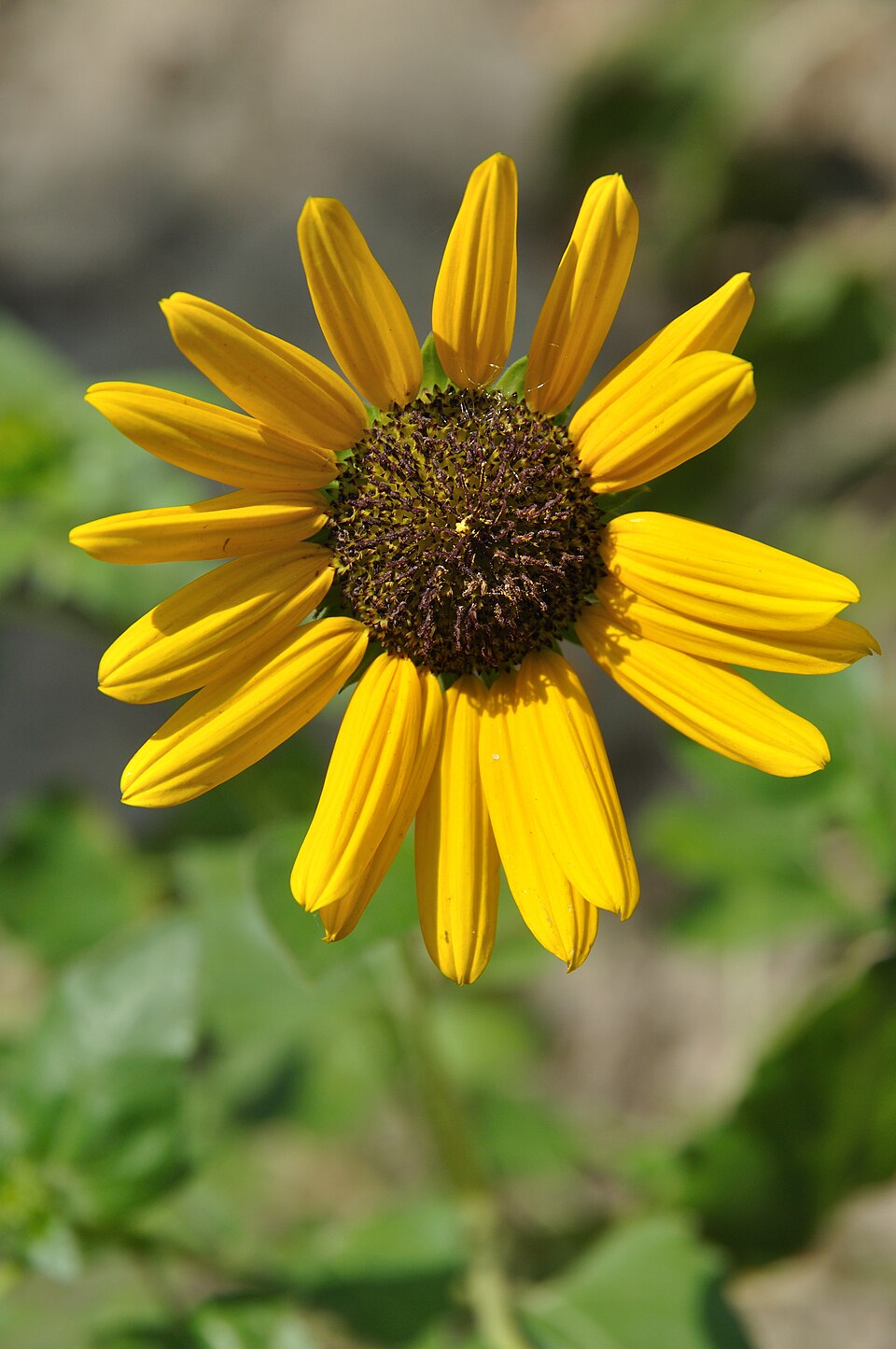 Helianthus debilis (cucumberleaf sunflower) (alternate view 9)