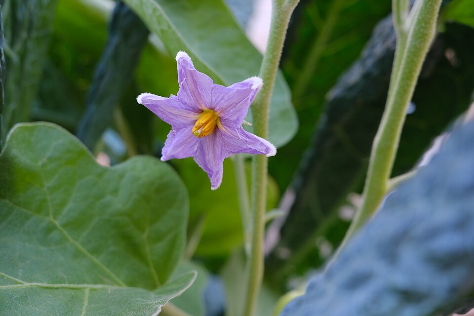 Solanum (nightshades) (alternate view 4)