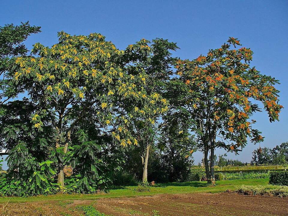 Ailanthus altissima (tree of heaven) (alternate view 4)