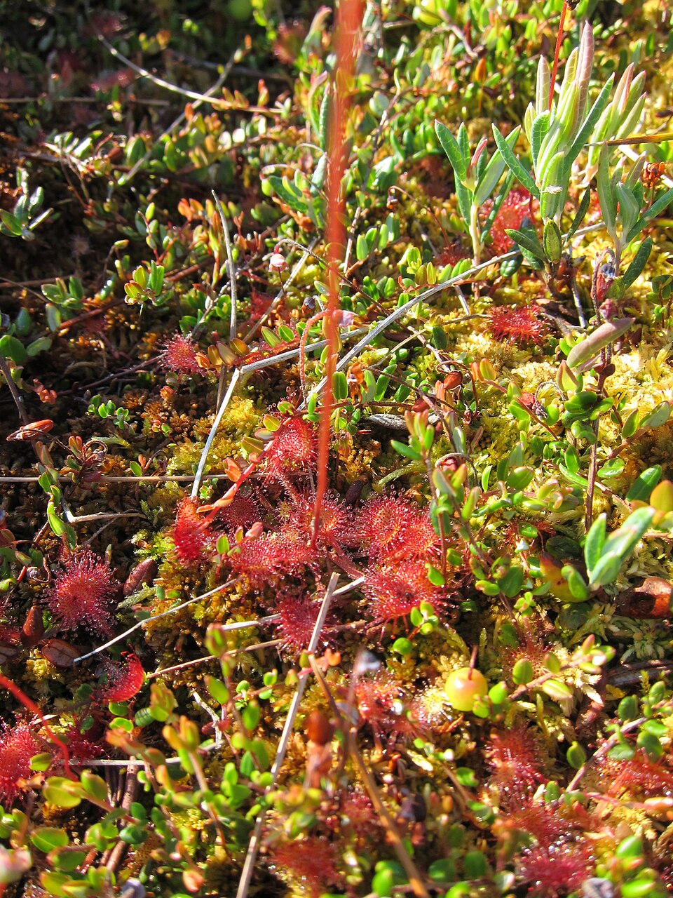Vaccinium oxycoccos (bog cranberry)