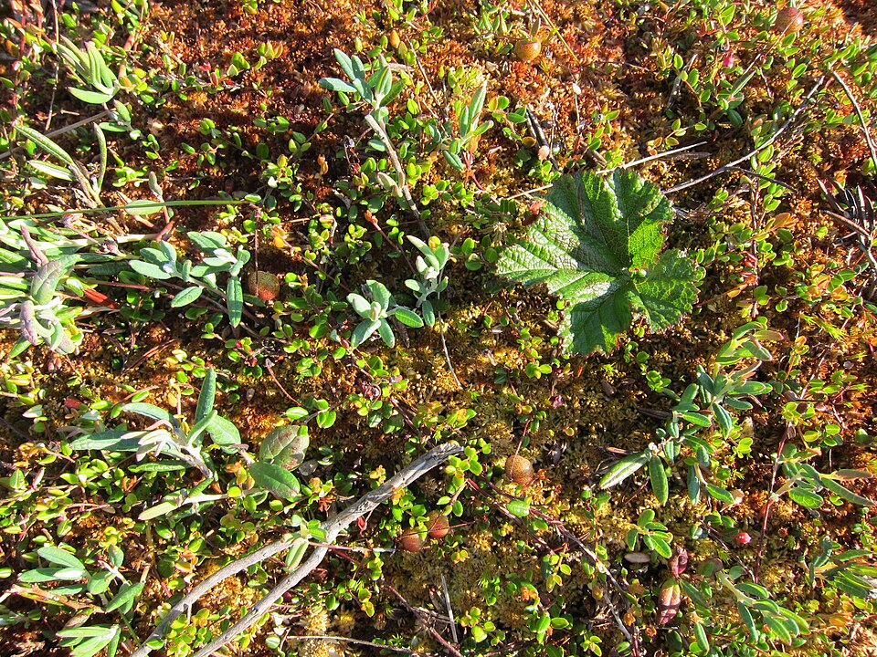 Vaccinium oxycoccos (bog cranberry)