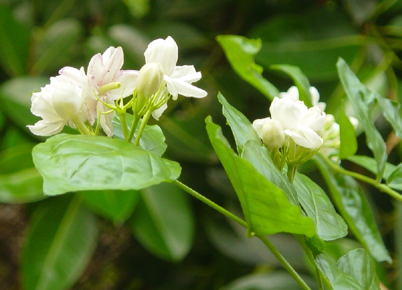 Jasminum sambac, Arabian jasmine — spreading evergreen (Oleaceae) (image 2 of 8)