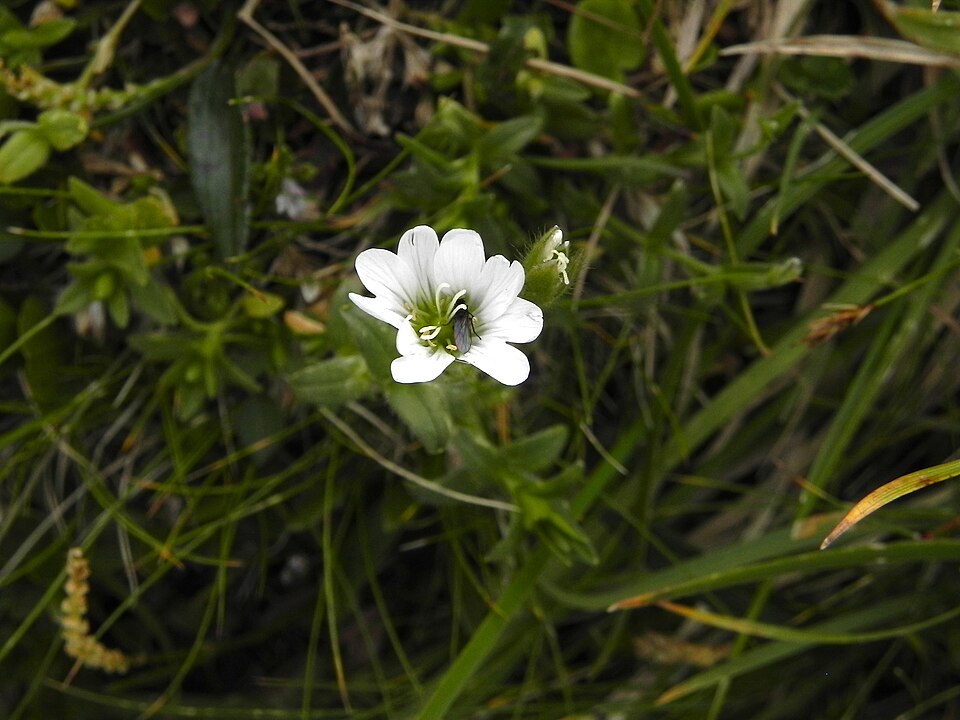 Cerastium (Mouse-ear Chickweeds) (alternate view 10)