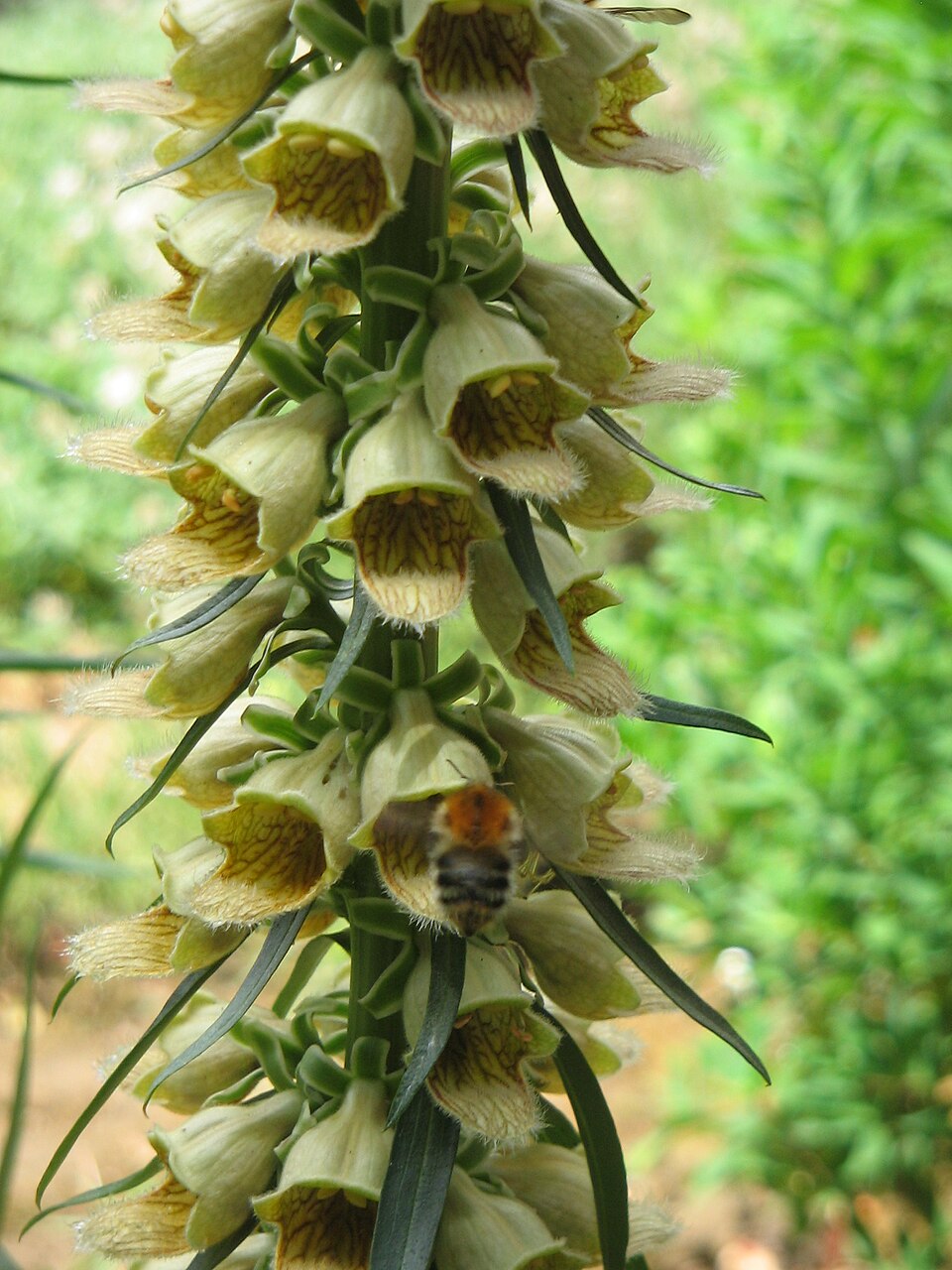 Digitalis ferruginea (Rusty Foxglove) (alternate view 6)