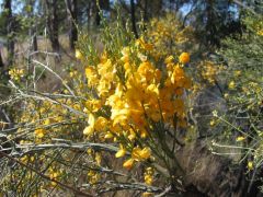 Viminaria juncea (native broom)